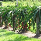 American Beauty Dragon Fruit Cutting – 6"+ Pitaya Stem for Planting, Fast-Growing Cactus Vine American Beauty Dragon Fruit Cutting – 6"+ Pitaya Stem for Planting, Fast-Growing Cactus Vine
