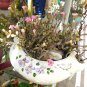 Tylecodon schaeferianus Miniature Succulent Cuttings – Rare Free-Flowering Desert Plant