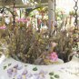 Tylecodon schaeferianus Miniature Succulent Cuttings – Rare Free-Flowering Desert Plant