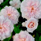 Heirloom Cecile Brunner Rose Cuttings – 16 Live Starts to Grow Fragrant Pink Garden Bushes