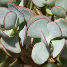 Silver Dollar Jade Cuttings – Crassula arborescens Chinese Jade Succulent Starter Plant