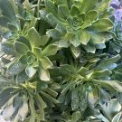 Aeonium Bronze Medal Cuttings – 3 Live Succulent Starts with Rich Bronze Rosettes