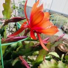 Epiphyllum Orchid Cactus Cuttings – 2 Live Orange Bloom Stems, Rare Flowering Succulent Epiphyllum Orchid Cactus Cuttings – 2 Live Orange Bloom Stems, Rare Flowering Succulent