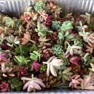 Assorted Succulent Cuttings – 20 Live Mixed Varieties for Rooting, Terrariums & Planters