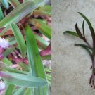 Wandering Jew Tradescantia obtusa – 3 Fresh Setcreasea Cuttings Ready for Rooting Wandering Jew Tradescantia obtusa – 3 Fresh Setcreasea Cuttings Ready for Rooting