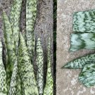 Snake Plant Cuttings – 6 Hawaii-Grown Sansevieria Leaf Starters for Indoor Houseplant