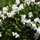 Southern Heirloom Gardenia Bush Cuttings – 8 Unrooted True Southern Variety Fragrant Shrub Southern Heirloom Gardenia Bush Cuttings – 8 Unrooted True Southern Variety Fragrant Shrub