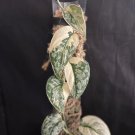 Scindapsus Mayari Rooted Cutting – Medium Variegation Tropical Aroid Vine Houseplant Scindapsus Mayari Rooted Cutting – Medium Variegation Tropical Aroid Vine Houseplant