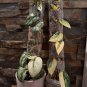 Scindapsus Mayari Rooted Cutting â Medium Variegation Tropical Aroid Vine Houseplant