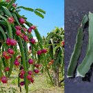 Vietnamese Dragon Fruit Cuttings – White Flesh Pitaya Plant (3x 12”) for Rooting & Growing Vietnamese Dragon Fruit Cuttings – White Flesh Pitaya Plant (3x 12”) for Rooting & Growing