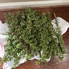 Portulacaria Afra Cuttings – 50 Dwarf Jade Succulent Elephant Bush Stems for Propagation Portulacaria Afra Cuttings – 50 Dwarf Jade Succulent Elephant Bush Stems for Propagation