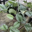 Pothos Silver Lady Cutting – Rooting Vine with Variegated Leaves, Easy Indoor Houseplant