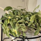 Golden Pothos Cutting – Rare Epipremnum Aureum Vine with Golden Variegation for Rooting