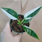 Philodendron White Princess – Variegated Aroid Plant in 3” Pot, Rare Collector’s Houseplant Philodendron White Princess – Variegated Aroid Plant in 3” Pot, Rare Collector’s Houseplant