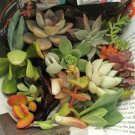Assorted Succulent Cuttings – 20 Pack, 18 Varieties for Rooting, DIY Terrarium or Garden Decor Assorted Succulent Cuttings – 20 Pack, 18 Varieties for Rooting, DIY Terrarium or Garden Decor