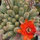 Peanut Cactus Cuttings – 5 Echinopsis Chamaecereus Stems for Rooting, Easy Succulent Plant Peanut Cactus Cuttings – 5 Echinopsis Chamaecereus Stems for Rooting, Easy Succulent Plant