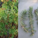 Mini Pine Tree Crassula Tetragona – 3 Fresh 5–7” Succulent Cuttings for Rooting & Growing