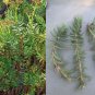 Mini Pine Tree Crassula Tetragona &acirc;�� 3 Fresh 5&acirc;��7&acirc;�� Succulent Cuttings for Rooting & Growing