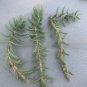 Mini Pine Tree Crassula Tetragona &acirc;�� 3 Fresh 5&acirc;��7&acirc;�� Succulent Cuttings for Rooting & Growing