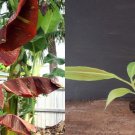 Siam Ruby Variegated Banana – Small Rooted Starter Plant, Rare Ornamental Tropical Siam Ruby Variegated Banana – Small Rooted Starter Plant, Rare Ornamental Tropical