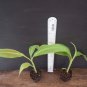 Siam Ruby Variegated Banana – Small Rooted Starter Plant, Rare Ornamental Tropical