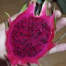 Hawaiian Purple Dragon Fruit Cuttings – 8–12” Long, Vibrant Hylocereus for Rooting Hawaiian Purple Dragon Fruit Cuttings – 8–12” Long, Vibrant Hylocereus for Rooting