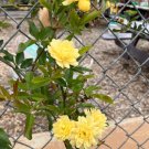Yellow Lady Banks Rose Cuttings β 4 Thornless Climbing Rose Stems for Rooting Yellow Lady Banks Rose Cuttings β 4 Thornless Climbing Rose Stems for Rooting