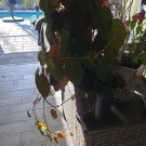 Philodendron Micans Cutting – 2 Node Fresh Starter Vine, Velvet Heartleaf Aroid Philodendron Micans Cutting – 2 Node Fresh Starter Vine, Velvet Heartleaf Aroid
