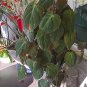 Philodendron Micans Cutting – 2 Node Fresh Starter Vine, Velvet Heartleaf Aroid