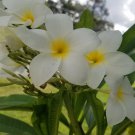 White Plumeria Cutting – 6–8” Single Head Starter, Fragrant Frangipani Flower White Plumeria Cutting – 6–8” Single Head Starter, Fragrant Frangipani Flower