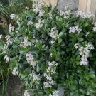 Crassula Ovata Jade Cutting – Large 7–8” Red-Edge Succulent Stem, Flowering Variety Crassula Ovata Jade Cutting – Large 7–8” Red-Edge Succulent Stem, Flowering Variety