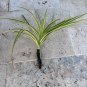 Dwarf Pandanus Live Rooted Cutting &acirc;�� Pandanus baptistii Variegated Screw Pine
