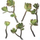 Jade Plant Cuttings – 2 Fresh Crassula ovata Succulents, Easy to Root, Fast Growing
