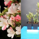 Astronaut Azalea – Bi-Color Striped Blooms Deciduous Rhododendron Starter Plant