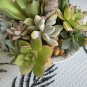 10 Assorted Succulent Cuttings – Mixed Varieties for Terrariums, Dish Gardens, Fairy Pots