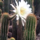 Golden Torch Cactus 20” Cutting – Echinopsis spachiana Large White Bloom Cactus