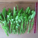 Longevity Spinach Gynura Procumbens Cuttings – Easy to Grow Tropical Edible Leafy Plant