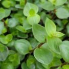 Dwarf Bolivian Wandering Jew Tradescantia Repens – 40 Fresh Plant Cuttings for Rooting Dwarf Bolivian Wandering Jew Tradescantia Repens – 40 Fresh Plant Cuttings for Rooting