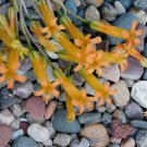Tylecodon Grandiflorus Succulent Seeds – Rare Orange Flowering Desert Plant for Pots & Gardens
