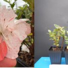 Astronaut Azalea Rhododendron – Deciduous Starter Plant with Bi-Color Striped Blooms