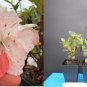 Astronaut Azalea Rhododendron – Deciduous Starter Plant with Bi-Color Striped Blooms