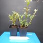 Astronaut Azalea Rhododendron – Deciduous Starter Plant with Bi-Color Striped Blooms