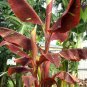 Siam Ruby Banana Plant &acirc;�� Variegated Ornamental Musa Starter with Red-Green Foliage