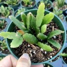 Rhipsalis Cereoides Cactus – 2” Live Succulent Plant for Indoor Home Garden Decor Rhipsalis Cereoides Cactus – 2” Live Succulent Plant for Indoor Home Garden Decor