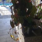 Philodendron Hederaceum Micans – 2 Node Fresh Cutting with Velvet Heart-Shaped Leaves