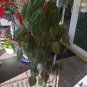 Philodendron Hederaceum Micans &acirc;�� 2 Node Fresh Cutting with Velvet Heart-Shaped Leaves