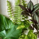 12 Rooted Plant Cuttings Mix – Ferns, Pothos, Wandering Jew, Arrowhead Vines Starter Set