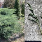 Grey Owl Juniper Cuttings – 10 Fresh 5–7” Evergreen Shrub Stems for Rooting & Landscaping Grey Owl Juniper Cuttings – 10 Fresh 5–7” Evergreen Shrub Stems for Rooting & Landscaping