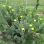 Spineless Prickly Pear Cactus – Hardy Opuntia Ellisiana Succulent Plant for Garden Decor