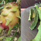 Rooted Plumeria βTexas Aggieβ β 13β Cutting with One Tip, Fragrant Tropical Flower Plant Rooted Plumeria βTexas Aggieβ β 13β Cutting with One Tip, Fragrant Tropical Flower Plant